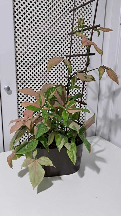 Эпипремнум, сингониум, филодендрон