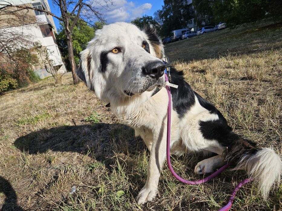 Бруно търси своя дом!