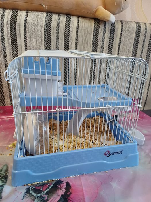 Хомячки джунгарские