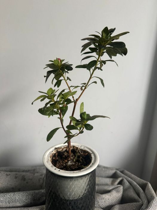 Комнатное растение Азалия