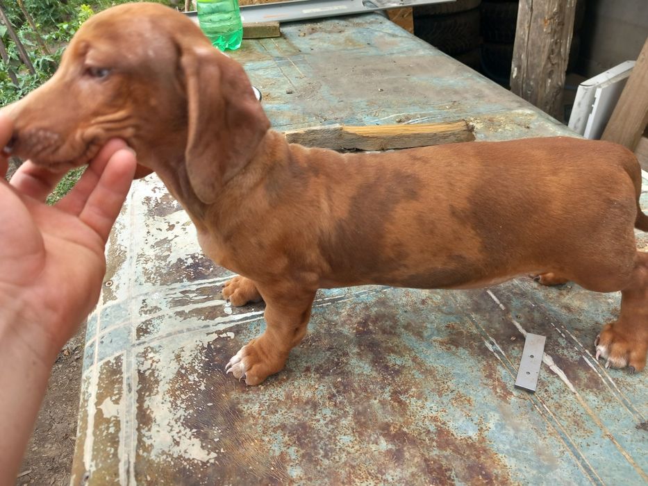 Căței Teckel **Dachshund