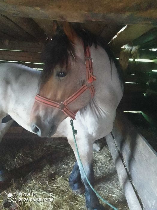 Armăsar de 3 pe 4 ani învățat la pădure și la căruța