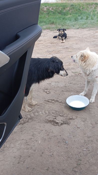 Отдам в добрые руки