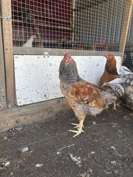 Продам молодых петушков