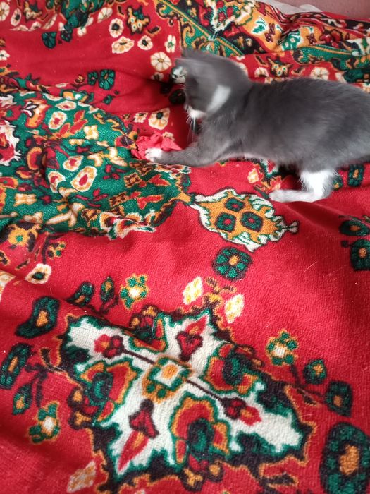 Котенок мальчик добрым людям