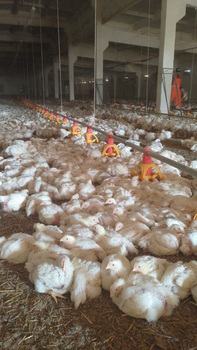 Pui albi de carne și rasa mixta