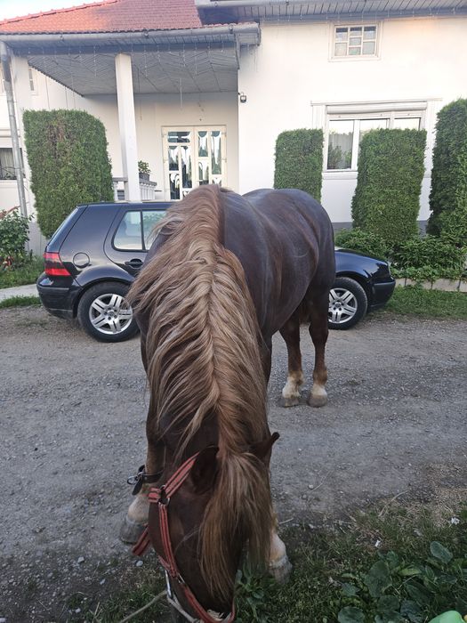 Vand armasar de 3 ani