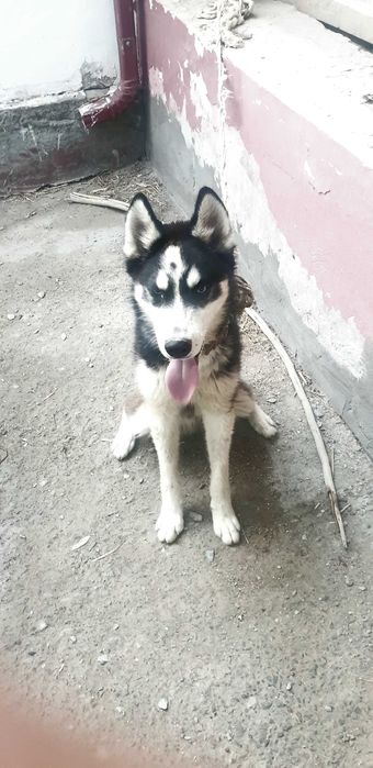 Продам сибирская хаски