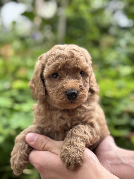 Той пудел Toy Poodle