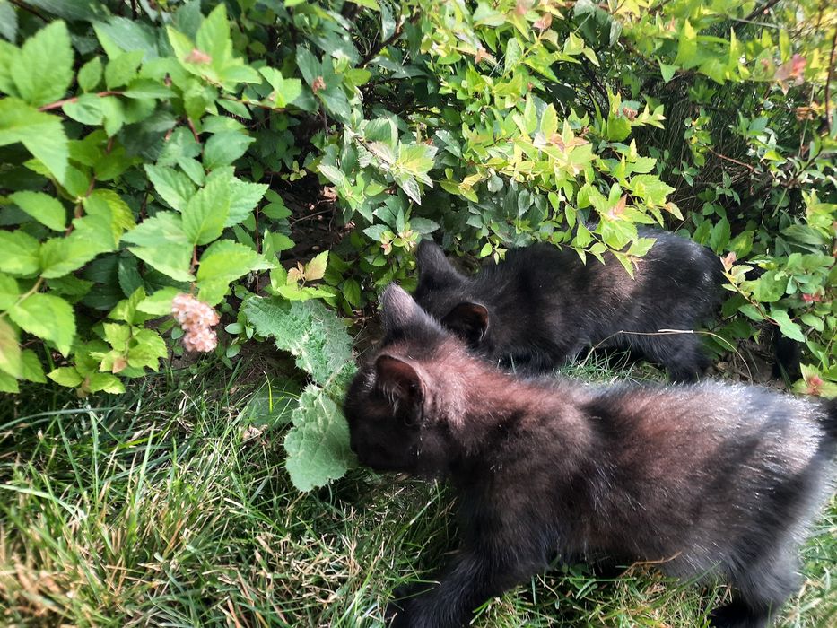 Отдам чёрную кошечку в добрые руки