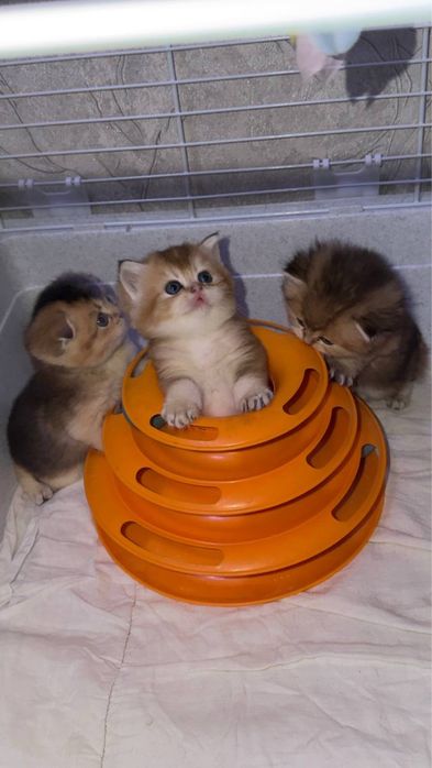 Golden chinchilla