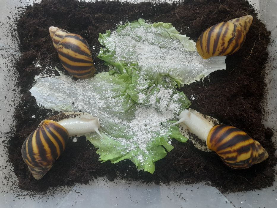 Кокосова почва и калций - за охлюви