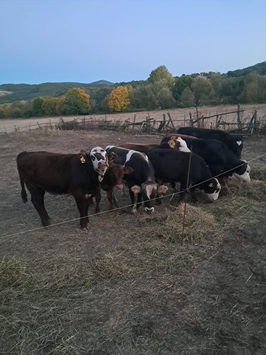 Продавам телета.