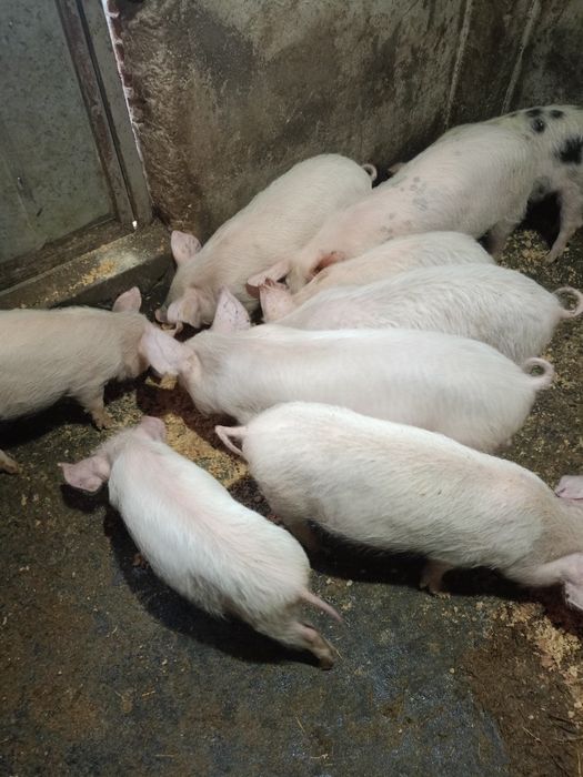 Малки прасета на три месеца