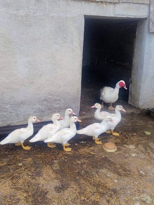 Vând rațe leșești