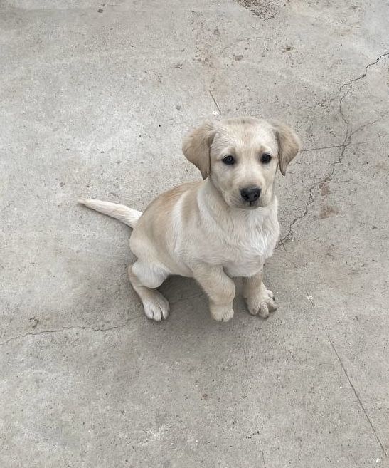 Щенок лабрадор-ретривер