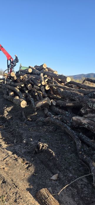 Lemn de foc stejar(bustean) – 400 lei / m³

Vând lemn de foc din **ste