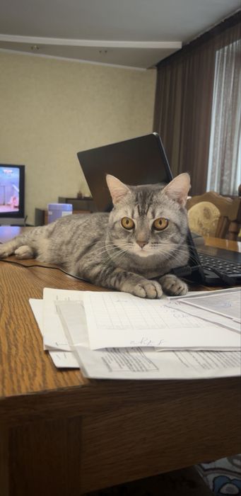 Отдам кота в хорошие руки