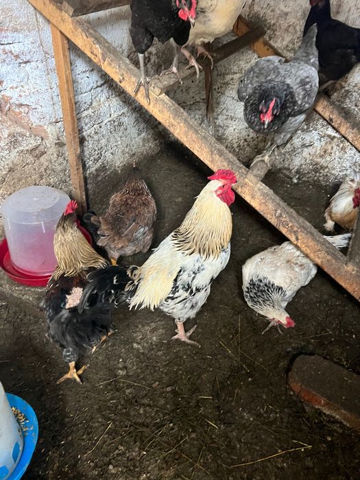 Петли Домашни на свободно гледане