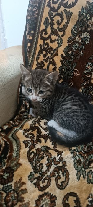 Отдам котят в добрые руки