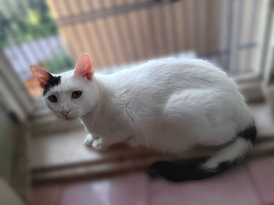 Adoptie motani tineri