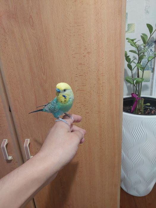 Радужный мальчик ручной