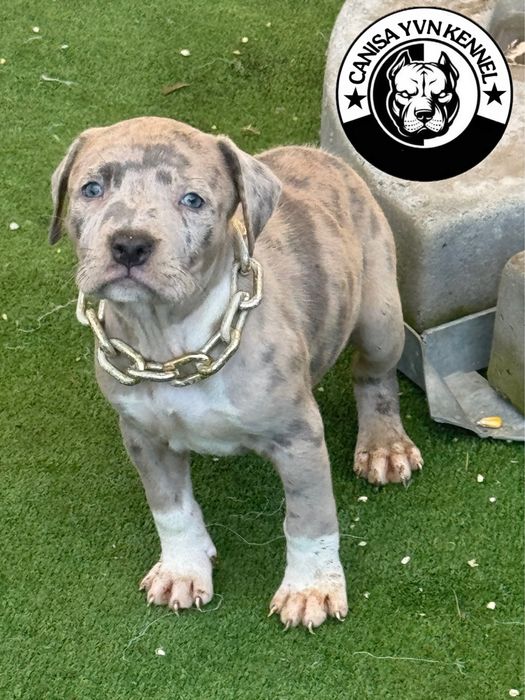 Femela amstaff blue merle