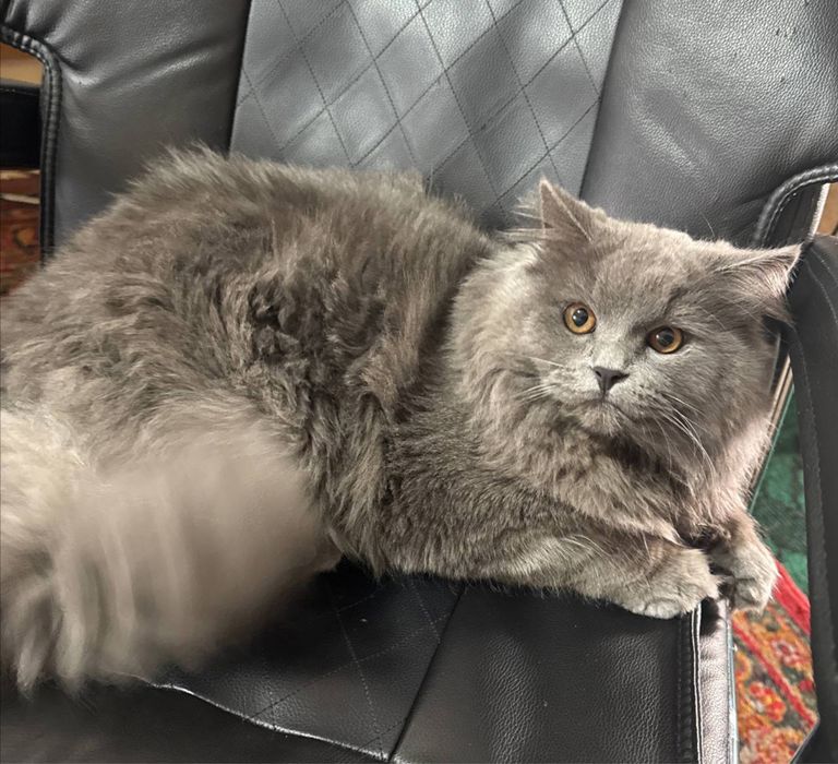 Милый Кот для вязки