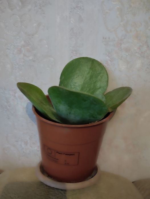 Растения по тысячи .