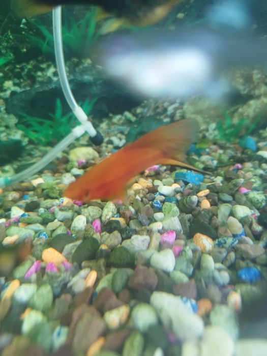 Самец меченосец флаговый