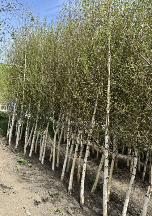 Mesteacăn betula/argintiu