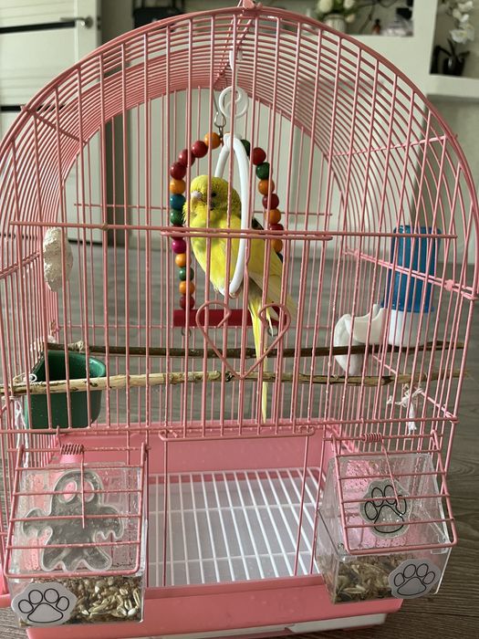 Продам попугая с клеткой.