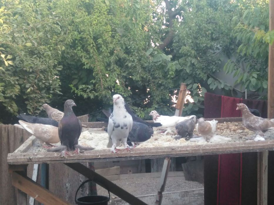 Продаются голуби