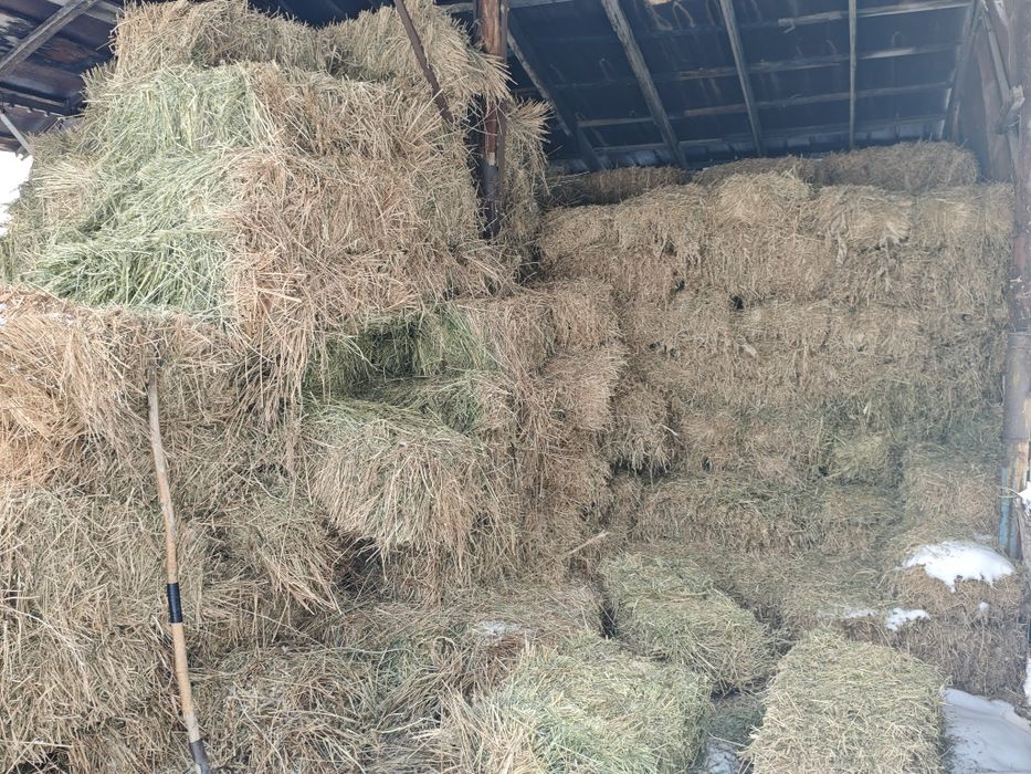 Эспарцет по 1800 сено шөп