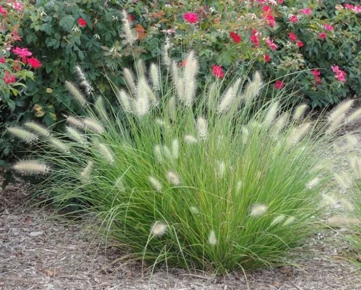 Декоративные злаки.