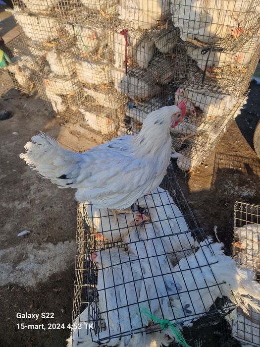 lomin sendi nisushka tovuqlar