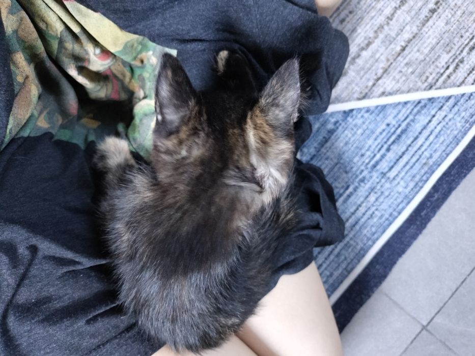 Котенка отдам в добрые руки