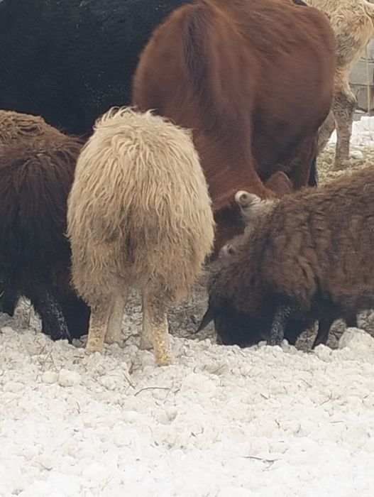 овцы тухтышки, годовалые