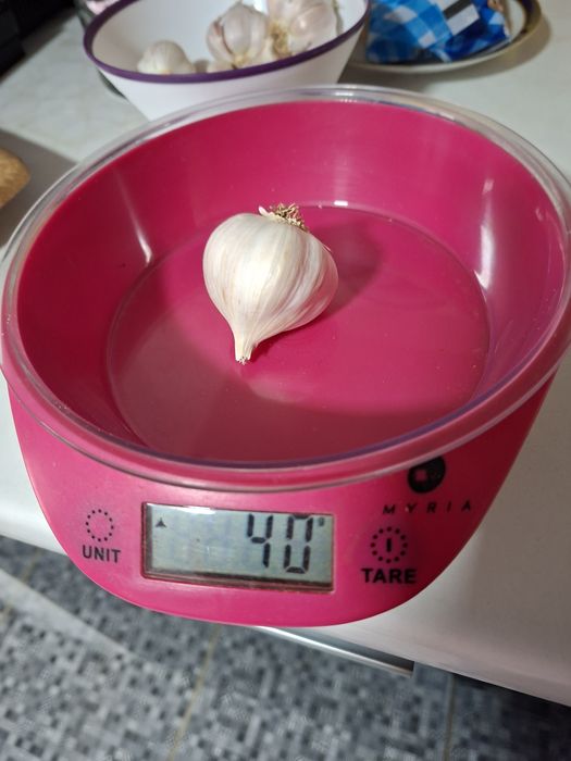 Vand usturoi romanesc