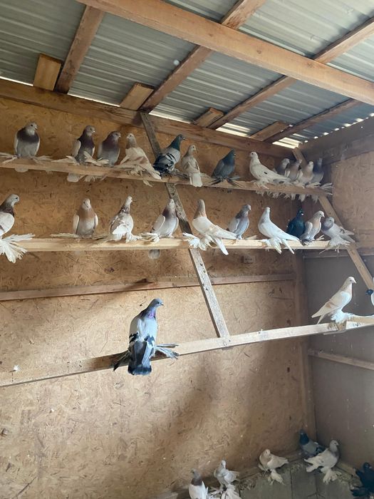 Продам голубей игровых