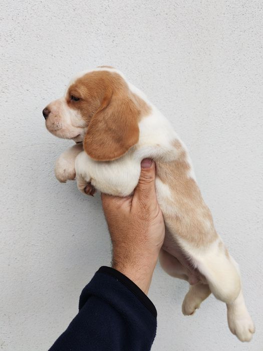 Fetițe beagle deosebite de frumoase