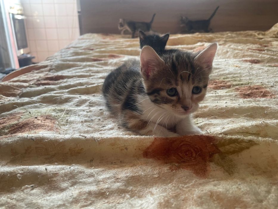 подарявам котета