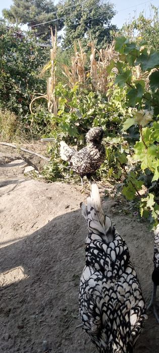 Dekarativni paduvan tovuqlar sotiladi