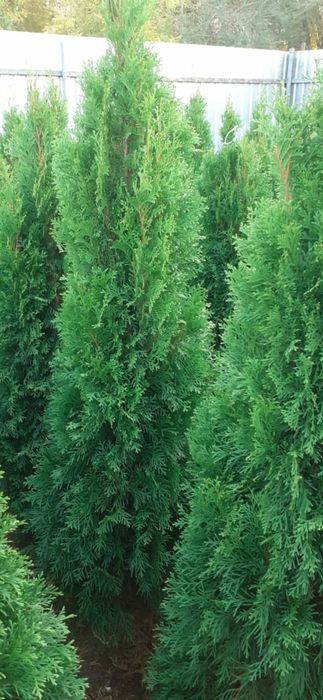 Продам Туи Смарагды