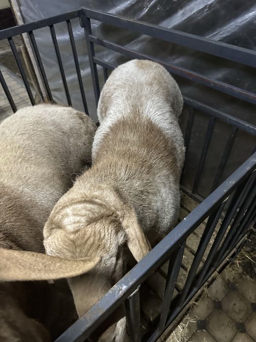 Куйлар сотилади