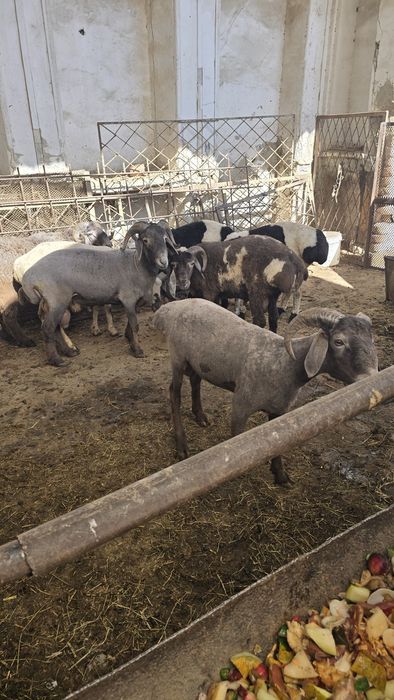 Qo'ylar sotiladi