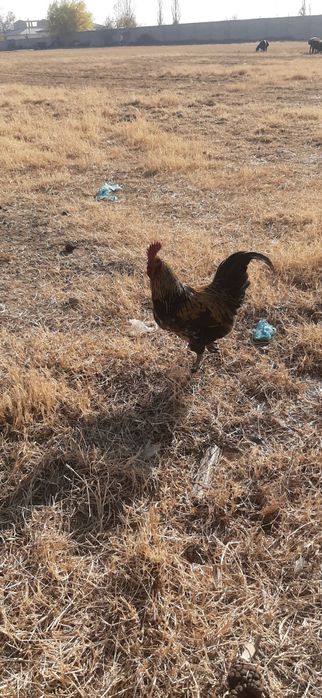 2 ta Lakadenze xo‘roz – naslli, kuchli va chiroyli zot