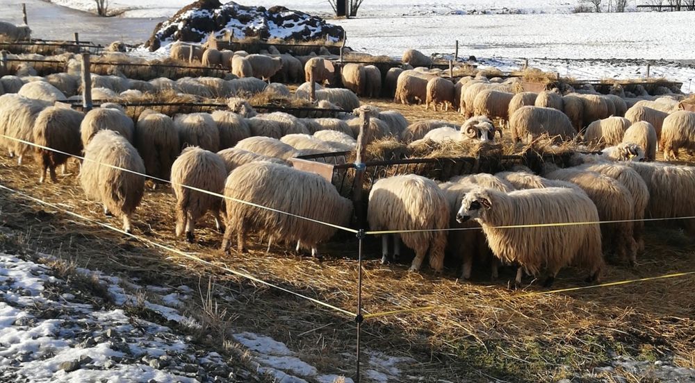 Oi turcane 200 capete