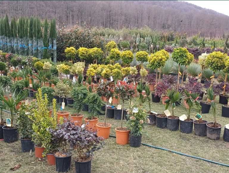 Plante Ornamentale pentru Curți, Vile și Grădini