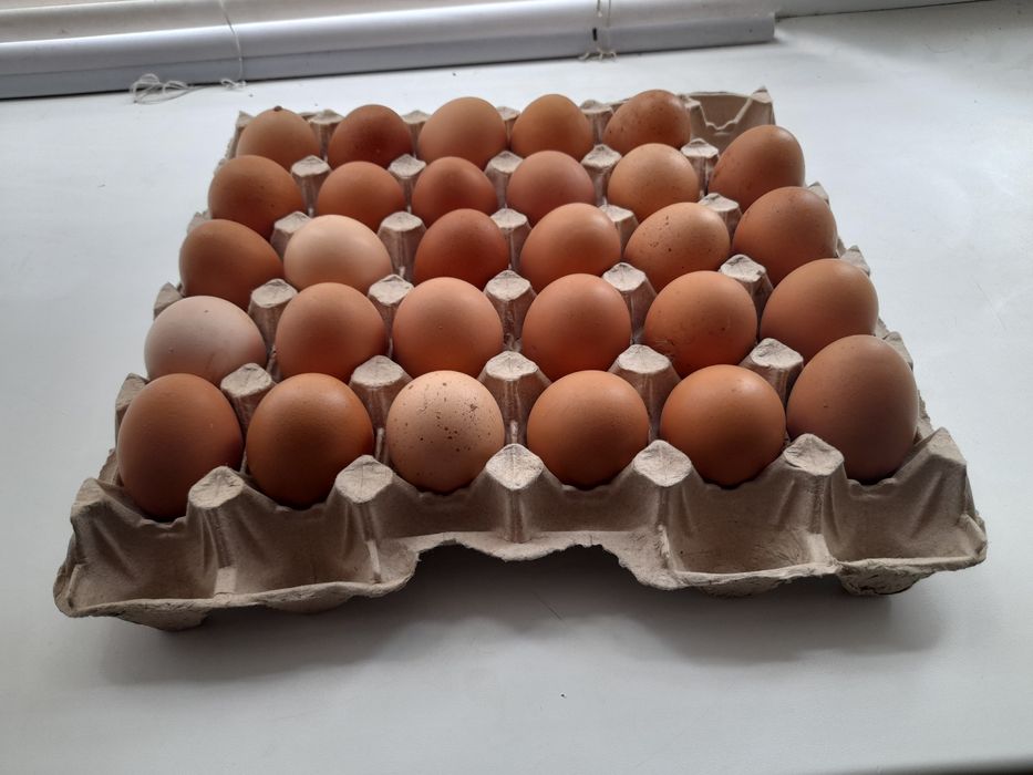 Продам  домашние  яйца!